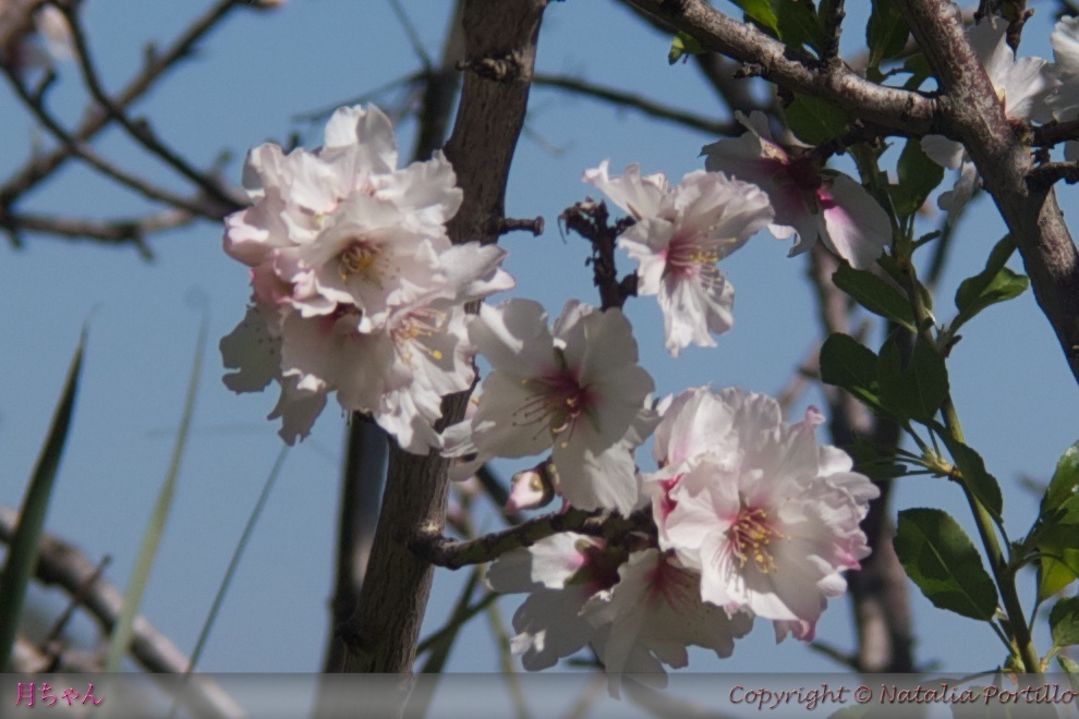 Flores de Almendro